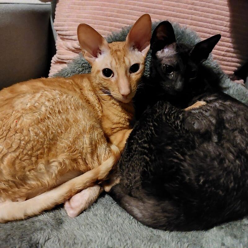 Katten Peter Dierendag