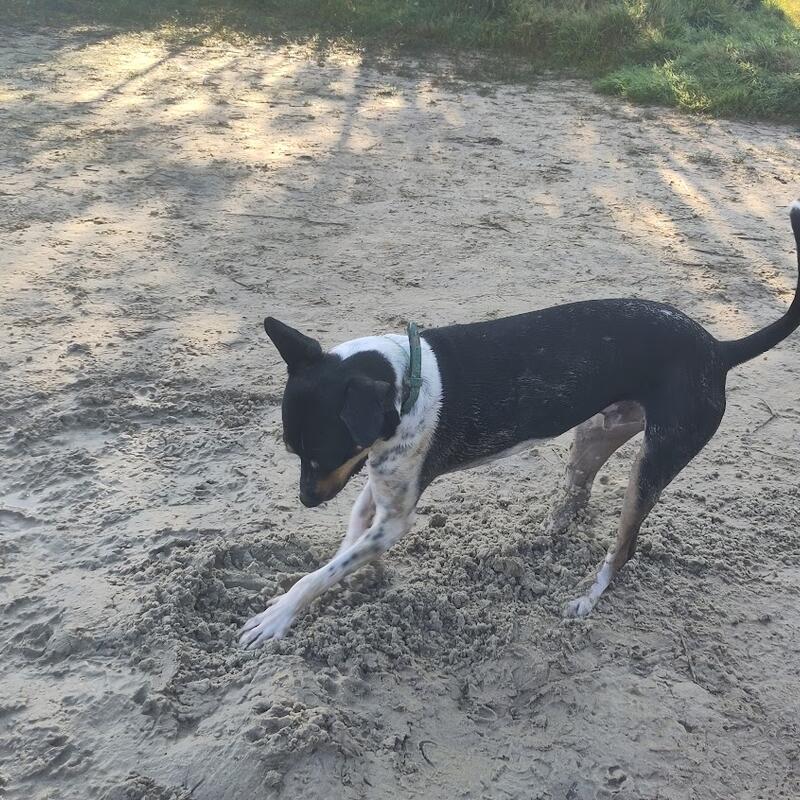 Hond Ireen Dierendag