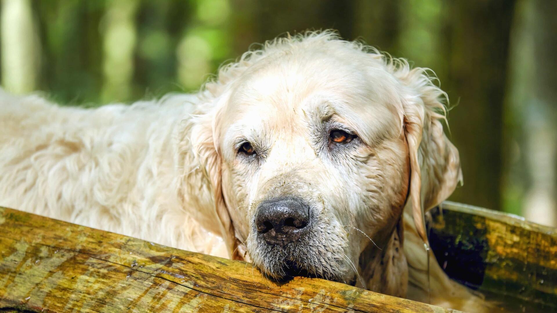 Golden Retriever huisdier