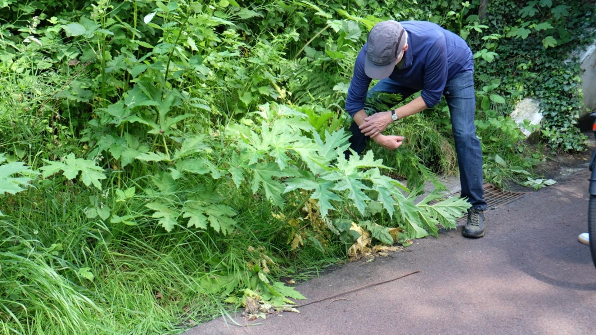 Reuzenberenklauw langs het fietspad