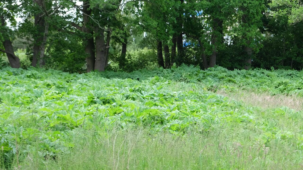 Reuzenberenklauwen haard langs de rand van Assen
